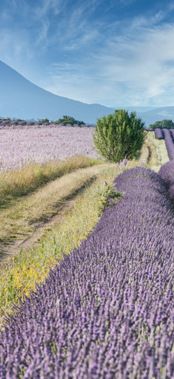 Provence et lavande